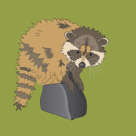 Raccoon on a green background. Vector illustration. Cute animal.のイラスト素材