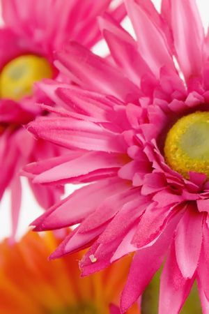Pink and Orange Daisy Flowers on White Backgroundの写真素材