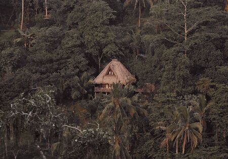 wild balinese little house in a rainforest and palm treeの写真素材