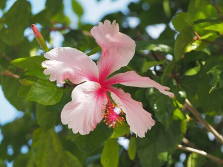 Focus on a pink and white flower with a green and blue backgroundの写真素材