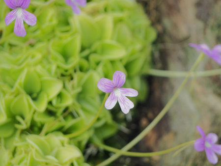 focus on Purple and white small flower