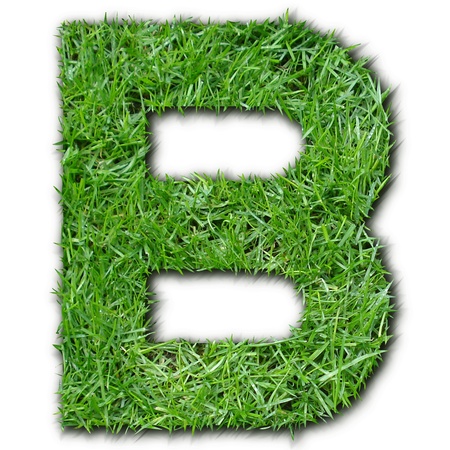 B grassの写真素材