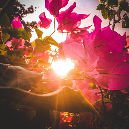 pink bougainvillea