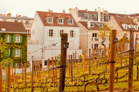 Montmartre's Vineyards in the city of Paris, France.の写真素材