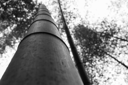 Bambooの写真素材