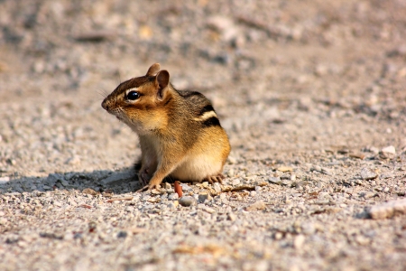 Chipmunkの写真素材