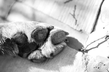 Dog Paw in black and whiteの写真素材