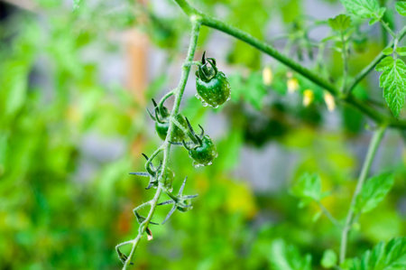 Tomatoes on vine, after afternoon rain.
