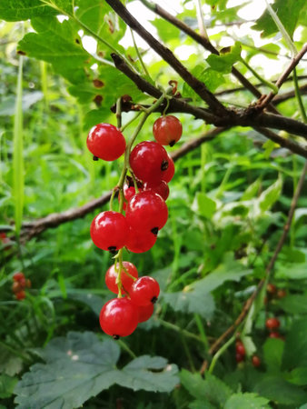 Red currant