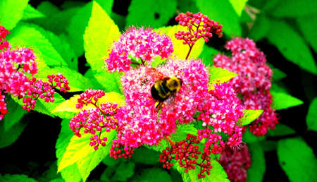 bee on flowerの写真素材