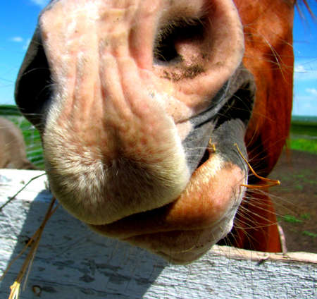 Big noseの写真素材