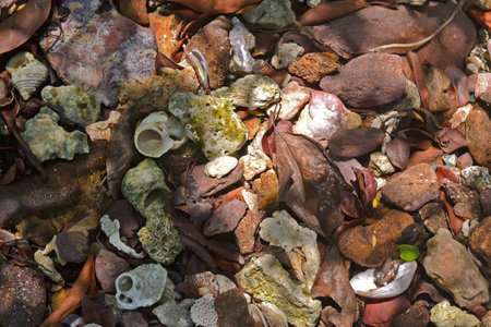 rough stones, shell fragments and dry leaves on the seashore, illuminated by the sun, top view, backgroundの写真素材