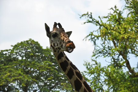 A giraffe in the zoo against the background of the sky and trees looks from above and shows his tongueの写真素材