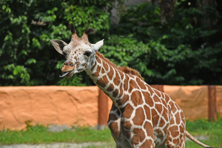A giraffe in a zoo against a background of an orange wall and trees stretched its neck forward, shows its tongue, front-side viewの写真素材