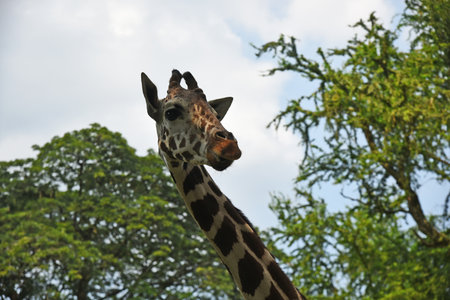 Giraffe in the zoo against the background of the sky and trees looks from aboveの写真素材