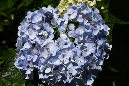 Blooming blue hydrangea illuminated by the sunの写真素材