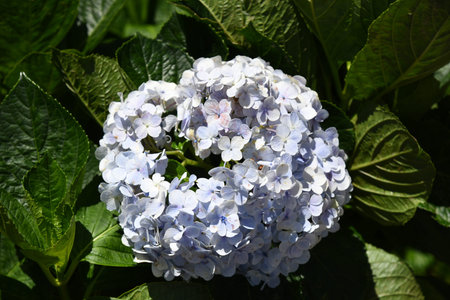 Blooming blue hydrangea illuminated by the sun