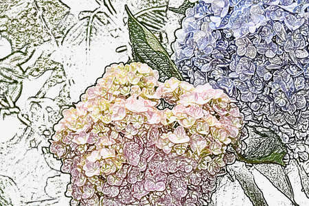 Flowers of pink and blue hydrangea illustrationの写真素材