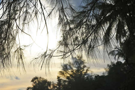 Landscape with sunset, the sun shines through the casuarina branchesの写真素材