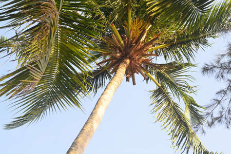 Coconut tree with coconuts, bottom view, diagonalの写真素材
