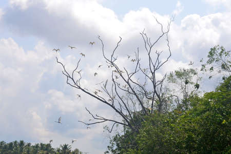 A flock of herons taking off from a dry tree against a cloudy skyの写真素材