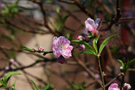 Branches of a blooming peach on a brown backgroundの写真素材