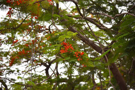 Branches of the flame tree with red flowersの写真素材