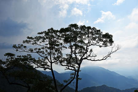 Landscape with a beautiful tree against the backdrop of mountains and cloudsの写真素材