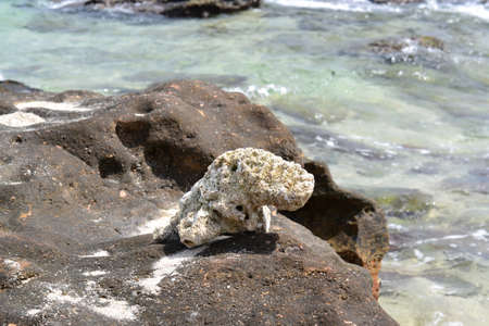 Piece of coral reef on a large rock by the sea on a sunny dayの写真素材