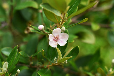 Flowers and buds of myrtle on a blurred green backgroundの写真素材