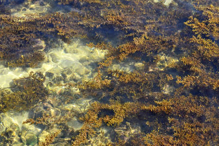 Sand, algae and stones on the seabed underwaterの写真素材