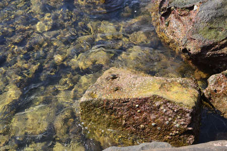 Sand and stones on under a layer of water on a sunny day, small crabs are sitting on the stonesの写真素材