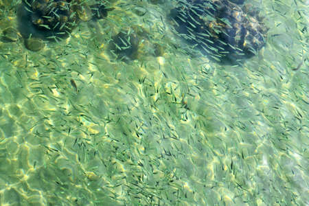 Schools of small fish swim underwater, top viewの写真素材