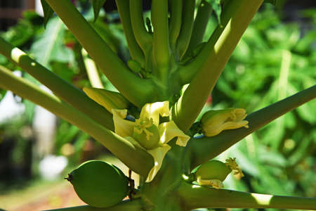 Papaya tree with flowers, buds and ripening fruits, illuminated by the sunの写真素材