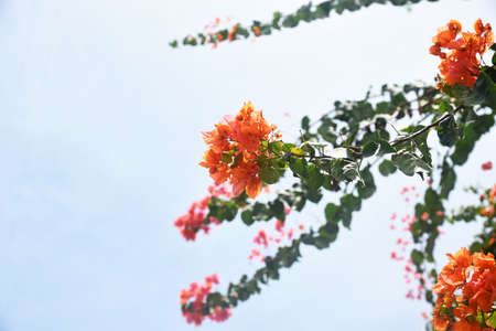 Branches of blooming orange bougainvillea, illuminated by the sun, against the skyの写真素材