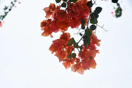 Branches of blooming orange bougainvillea, illuminated by the sun, on a light backgroundの写真素材