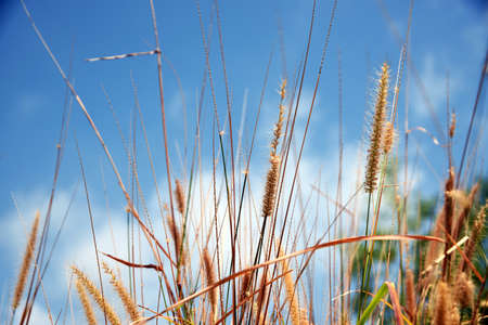 Ears of meadow grass against a blue sky with clouds illuminated by the sunの写真素材