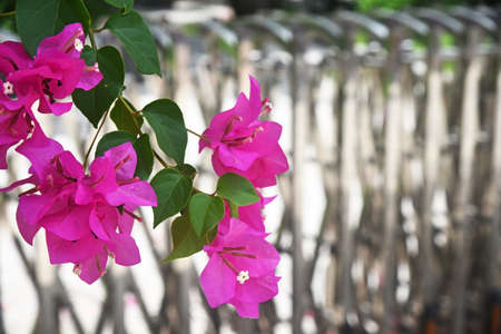 A branch of blooming pink bougainvillea, lit by the sun, on a blurred backgroundの写真素材