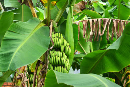 Tropical banana palm with green ripening bananasの写真素材