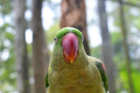 A green parrot with a red beak looks at the viewer, the background is blurredの写真素材
