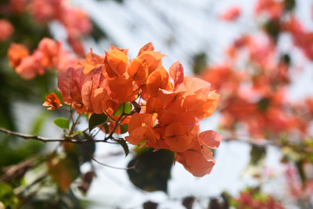 Branches of blooming orange bougainvillea, illuminated by the sun, against the sky