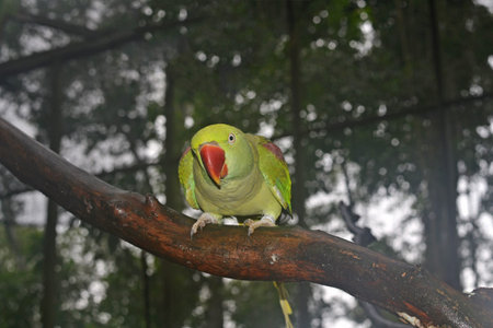 A green parrot with a red beak looks at the viewer, the background is blurred