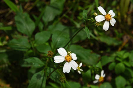 White flowers, similar to daisies, against a background of dark green leaves, illuminated by the sunの写真素材