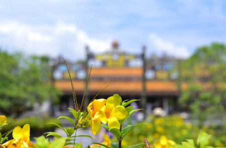 Yellow flowers of a golden trumpet, illuminated by the sun, on a blurred background of a Buddhist temple