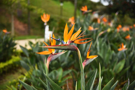 Strelitzia flower, illuminated by the sun, against the background of the parkの写真素材