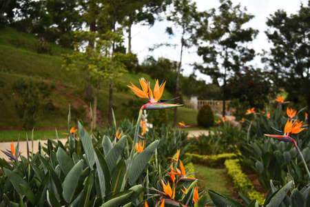Strelitzia flower, illuminated by the sun, against the background of the parkの写真素材