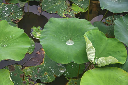 Water drops on lotus leaves in a pond illuminated by the sunの写真素材