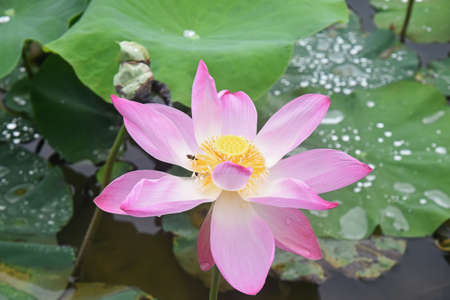 Blooming pink lotus and lotus seed capsule on a background of leaves in a pondの写真素材