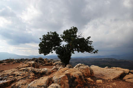 Lonely tree in the top of a mountainの写真素材