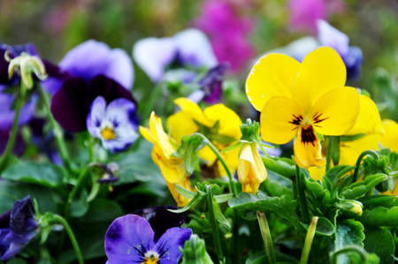 Pansy flowersの写真素材